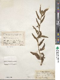 Chamaecrista glandulosa image