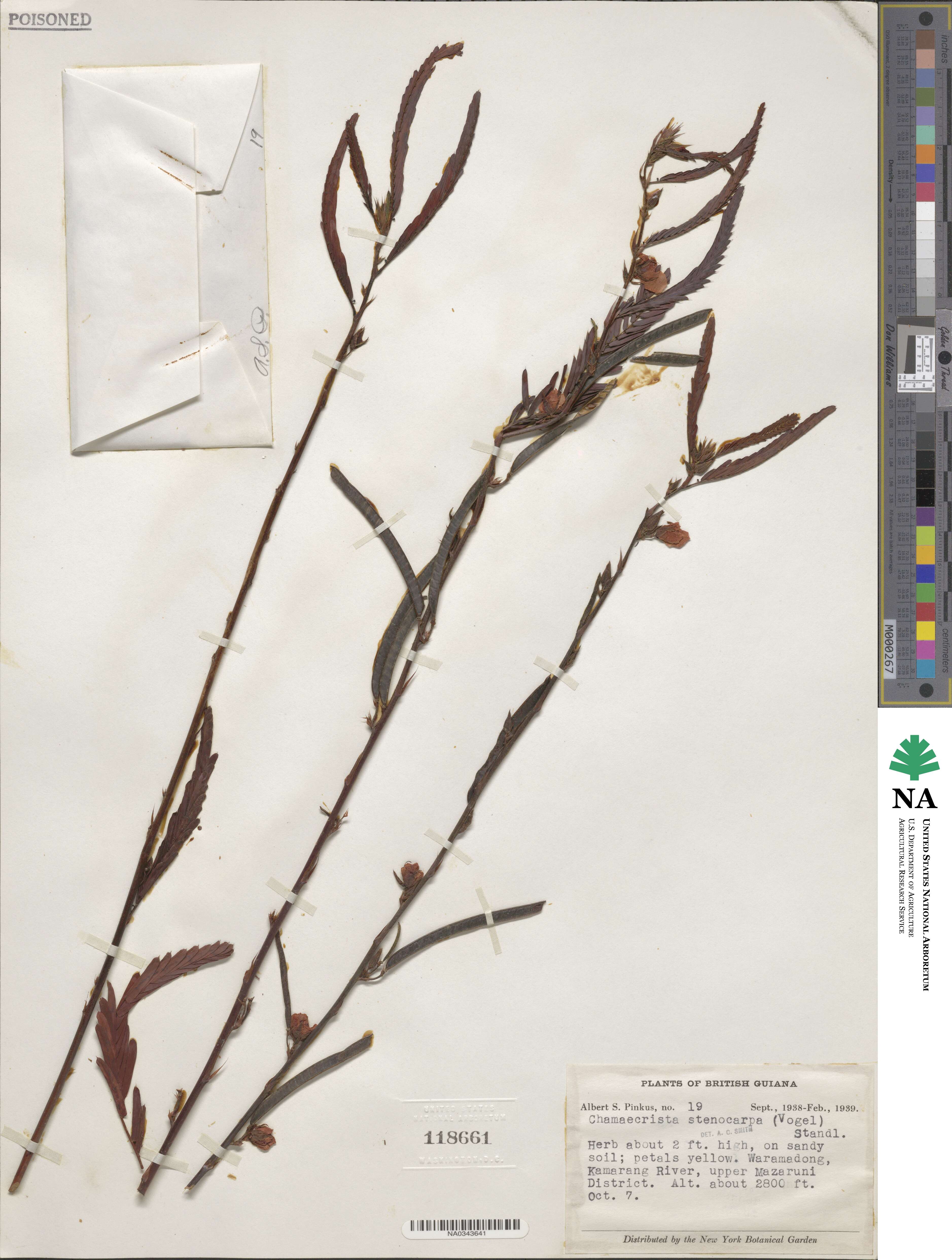 Chamaecrista nictitans subsp. disadena image