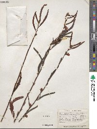 Chamaecrista nictitans subsp. disadena image