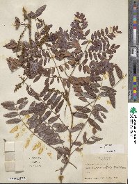 Gleditsia aquatica image