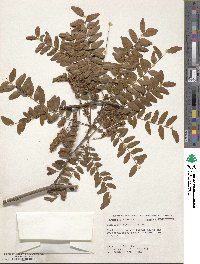 Gleditsia aquatica image