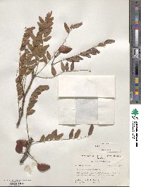 Gleditsia aquatica image