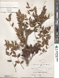 Gleditsia aquatica image