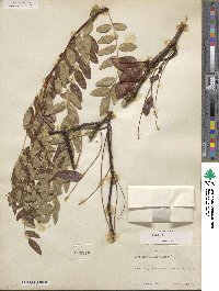 Gleditsia aquatica image