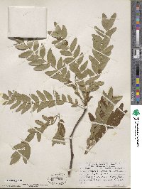 Gleditsia aquatica image