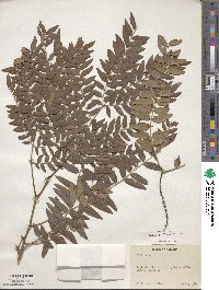 Gleditsia aquatica image