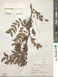 Gleditsia aquatica image