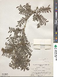 Gleditsia aquatica image