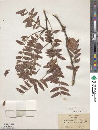 Gleditsia aquatica image