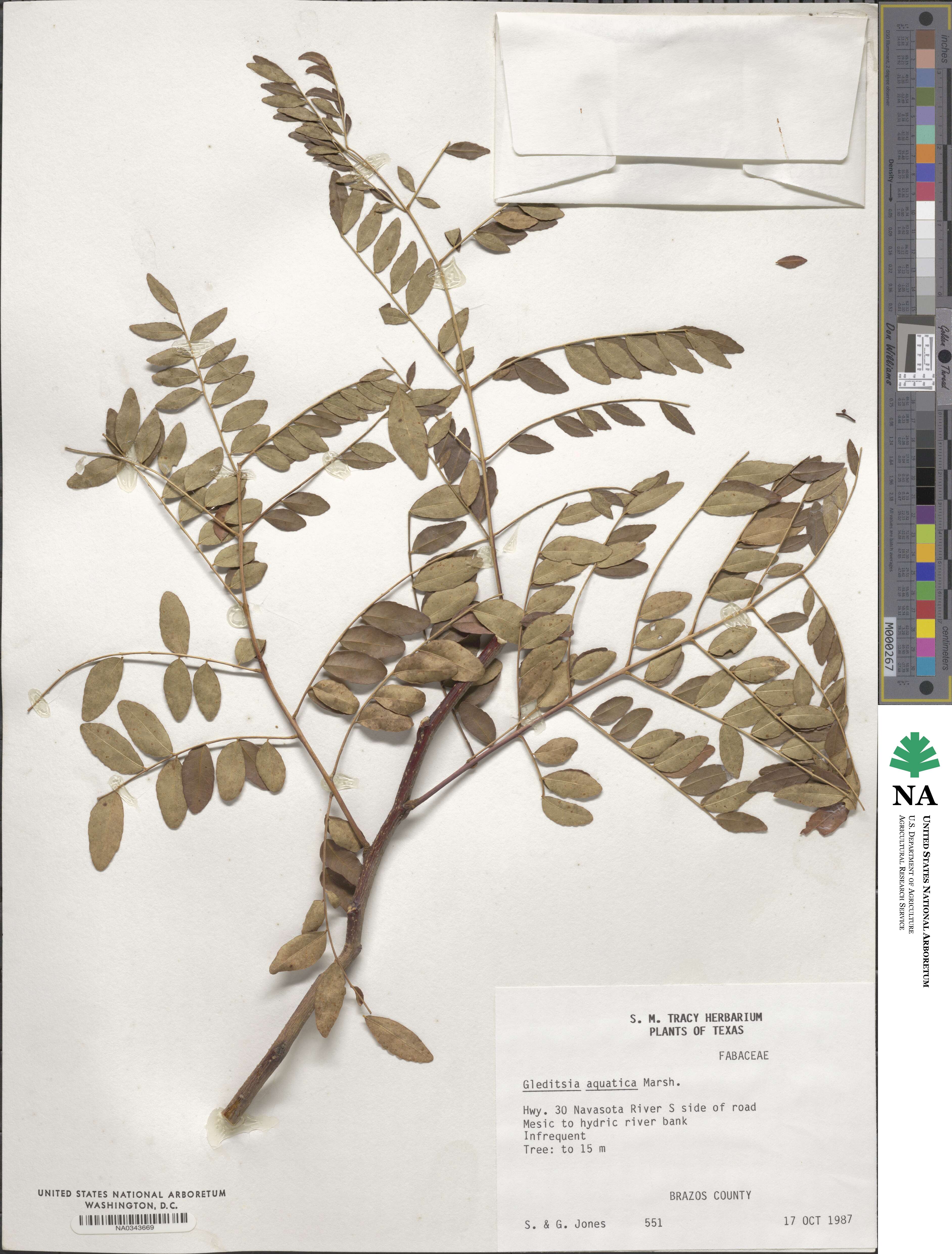 Gleditsia aquatica image