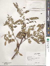 Gleditsia aquatica image