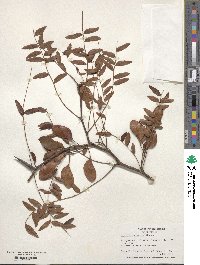 Gleditsia aquatica image