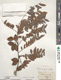 Gleditsia aquatica image