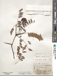 Gleditsia aquatica image