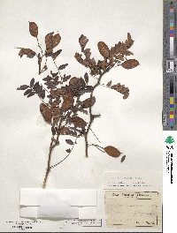 Gleditsia aquatica image