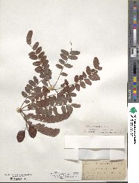 Gleditsia aquatica image