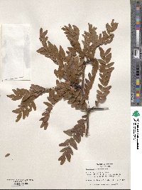 Gleditsia triacanthos image