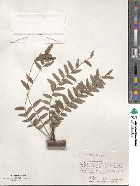 Gleditsia triacanthos image