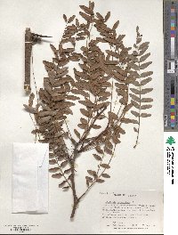 Gleditsia triacanthos image