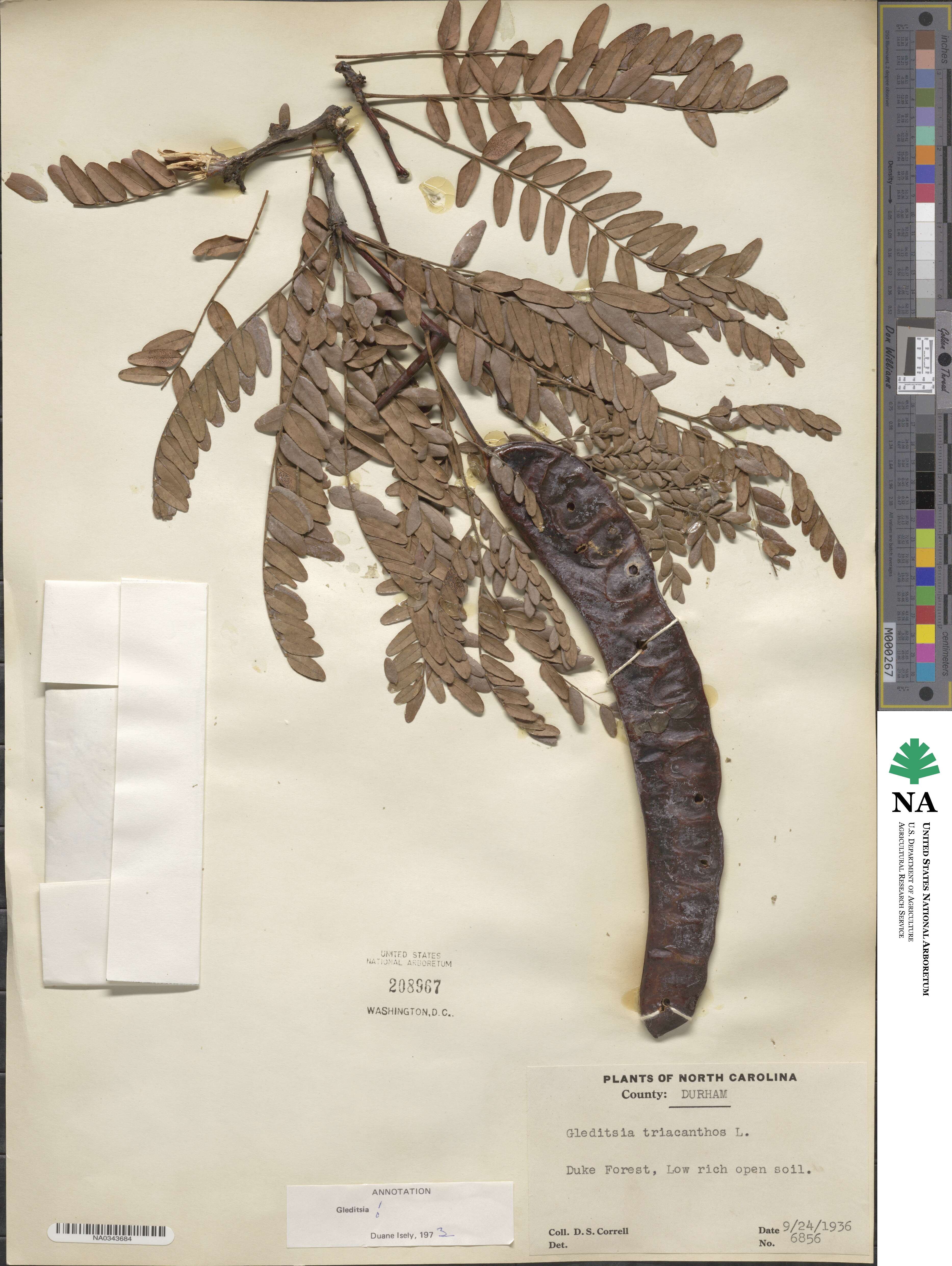 Gleditsia image