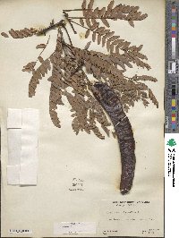 Gleditsia triacanthos image