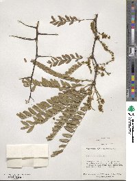 Gleditsia triacanthos image