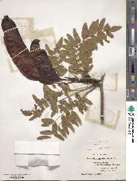 Gleditsia triacanthos image