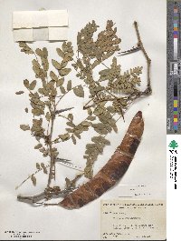 Gleditsia triacanthos image