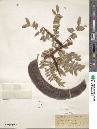 Gleditsia triacanthos image