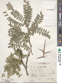 Gleditsia triacanthos image