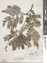 Gleditsia triacanthos image