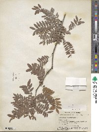 Gleditsia triacanthos image