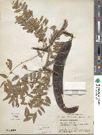 Gleditsia triacanthos image