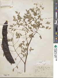 Gleditsia triacanthos image