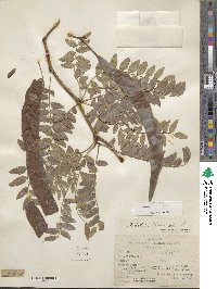 Gleditsia triacanthos image