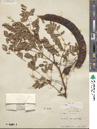 Gleditsia triacanthos image