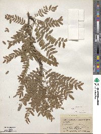 Gleditsia triacanthos image