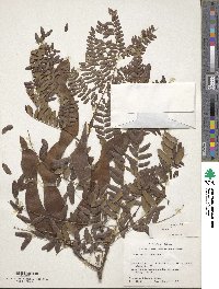 Gleditsia triacanthos image