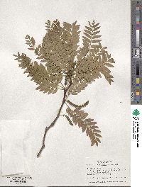 Gleditsia triacanthos image