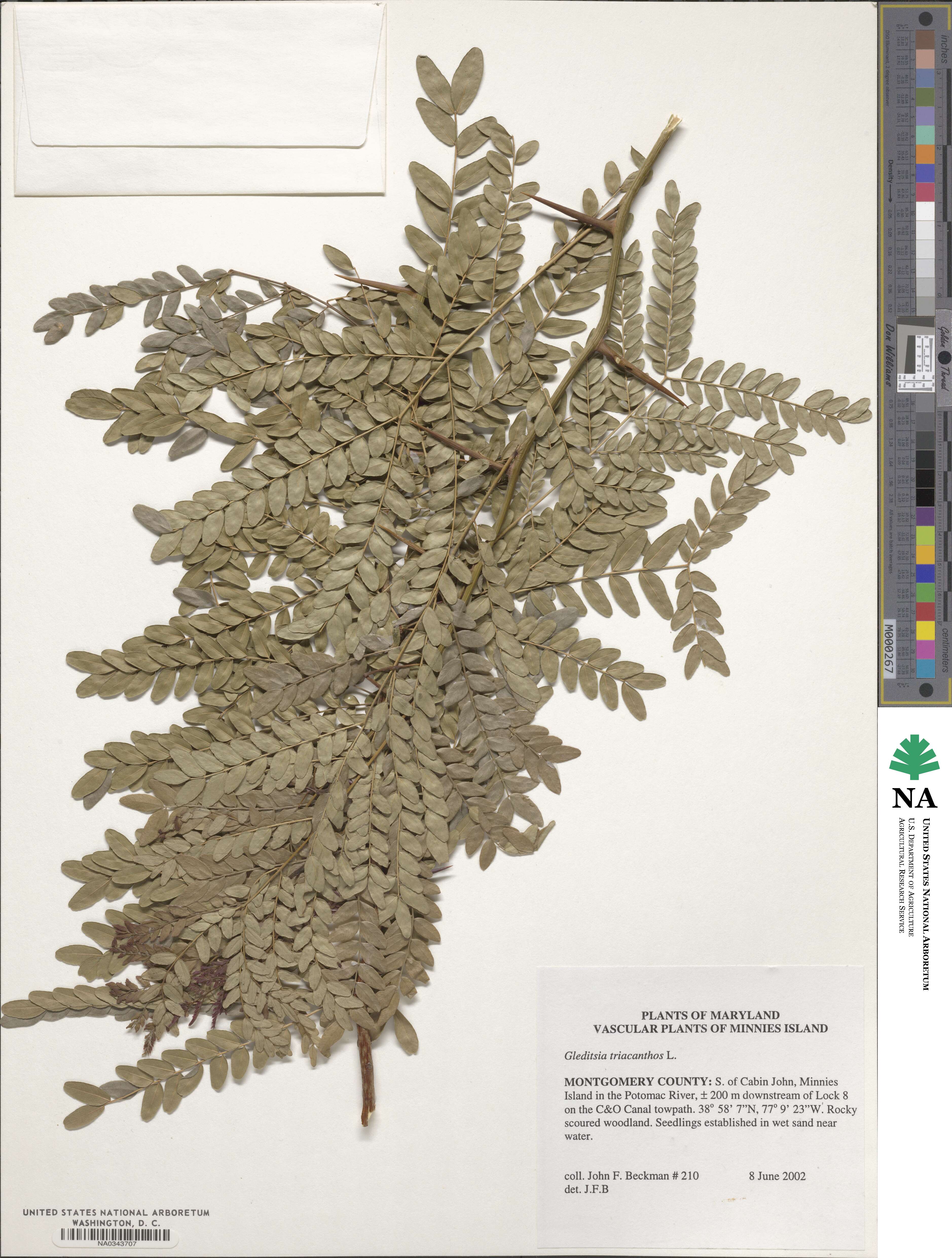 Gleditsia image