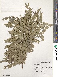 Gleditsia triacanthos image