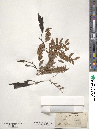 Gleditsia triacanthos image