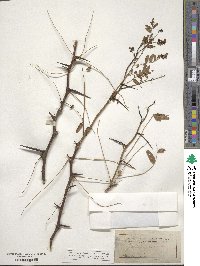 Gleditsia triacanthos image