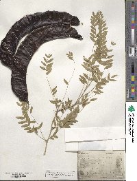 Gleditsia triacanthos image