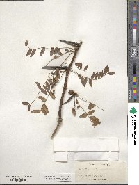 Gleditsia triacanthos image