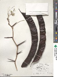 Gleditsia triacanthos image