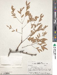 Gleditsia triacanthos image