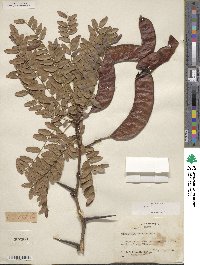 Gleditsia triacanthos image