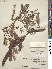 Gleditsia triacanthos image