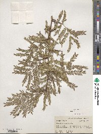 Gleditsia triacanthos image